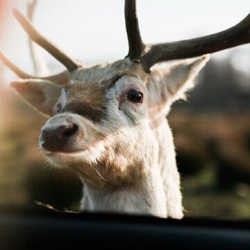 Why People think that Animals  are Funny